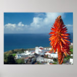 Aloe flower posters