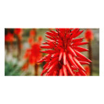 Aloe flowers photo cards