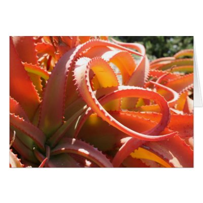 Aloe vanbalenii card by DebraLeeBaldwin