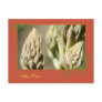 Aloe Vera Postcards