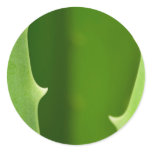 Aloe Vera Sticker