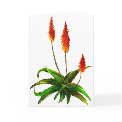 Aloe watercolor card by DebraLeeBaldwin