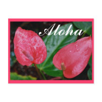 Aloha Hawaii Anthurium Postcards