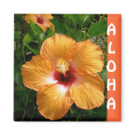 Aloha, Hawaii Hibiscus