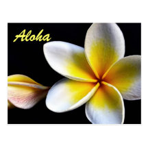 Aloha Hawaiian Frangipani Blossoms Plumerias Postcards