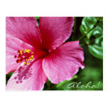 Aloha! Pink Hibiscus Postcards