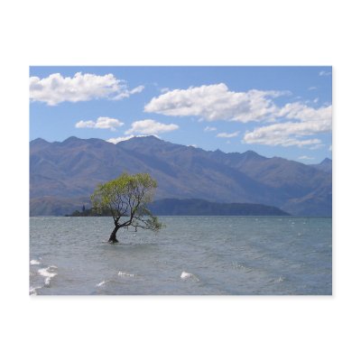 Alone in the Water Post Cards by J32Teez
