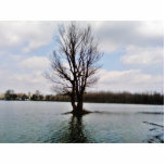 Alone Tree Before Storm Cut Outs