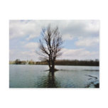 Alone Tree In Water Post Card