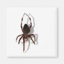 Along Came A Spider - magnet