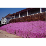 Along Cliff Road, Santa Cruz, California Photo Cutouts