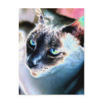 Aloof Siamese Cat Altered Postcard