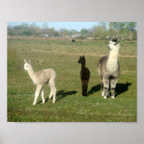 Alpaca and Two Cria Posters