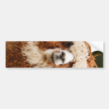 Alpaca Bumper Stickers