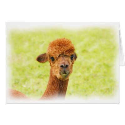 Alpaca Greeting Card by Welshpixels