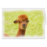 Alpaca cards