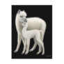 Alpaca & Cria Postcard