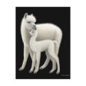 Alpaca & Cria Postcard