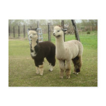 Alpaca Duo Postcards