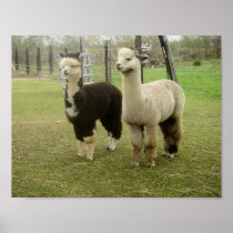 Alpaca Duo Print