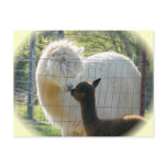 Alpaca Kisses Postcard