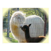 Alpaca Kisses Postcard
