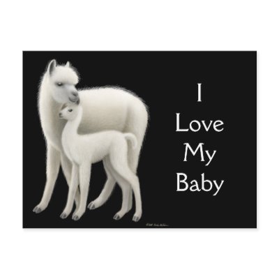 Alpaca Love Postcard by twopurringcats