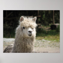 Alpaca, Parque Llaviucu, Ecuador Print