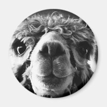 Alpaca Refrigerator Magnet