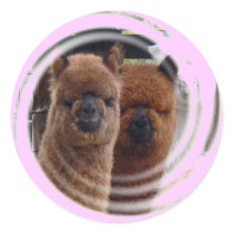Alpaca Swirl Sticker