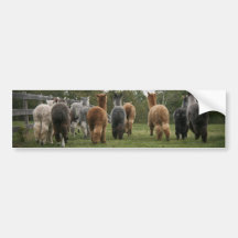 Alpacas in Motion Bumper Stickers