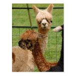 Alpacas Postcard