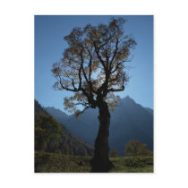 Alpen Ahornboden Alps Austria Ahorn maple Postkarten