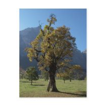 Alpen Ahornboden Alps Austria Ahorn maple Postkarte