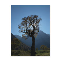 Alpen Ahornboden Alps Austria Ahorn maple Postkarten