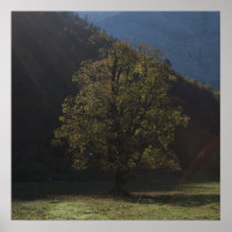 Alpen Ahornboden Alps Austria Ahorn maple Plakat
