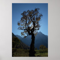 Alpen Ahornboden Alps Austria Ahorn maple Posters