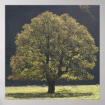 Alpen Ahornboden Alps Austria Ahorn maple Posterdrucke