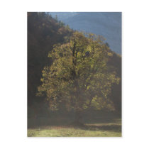 Alpen Ahornboden Alps Austria Ahorn maple tree Postkarten