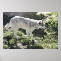 Alpha Moma Print