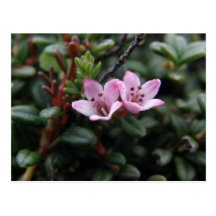 Alpine Azalea Blossoms, Unalaska Island Post Cards