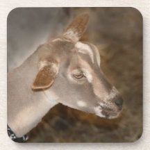 Alpine doe shaved baby goat striped face beverage coaster