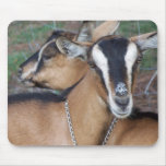 Alpine Oberhasli goat cross young does kids Mousepads