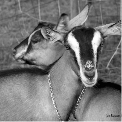 Alpine/Oberhasli goat does sisters photograph bw Photo Cutout by SusansZooCrew