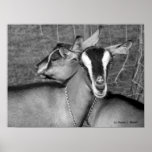 Alpine/Oberhasli goat does sisters photograph bw Poster