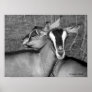 Alpine/Oberhasli goat does sisters photograph bw Poster