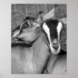 Alpine/Oberhasli goat does sisters photograph bw Print