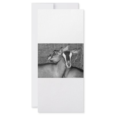 Alpine/Oberhasli goat does sisters photograph bw Customized Rack Card by SusansZooCrew