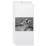 Alpine/Oberhasli goat does sisters photograph bw rack cards