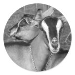 Alpine/Oberhasli goat does sisters photograph bw Round Sticker